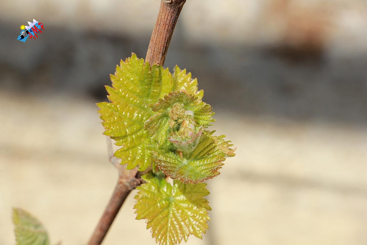 N2014-04_11_IMG_2171-Vigne Chasselas Doré_HG